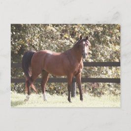 Polnisches Arabisches Pferd Postkarte