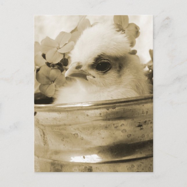 Polnisches Kiche in Sepia Postkarte (Vorderseite)