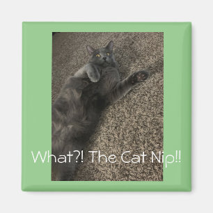 Polo die Katze "What the Cat NIP!" Magnet