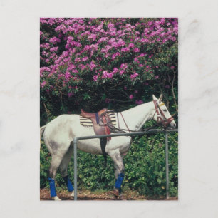Polo Pony wartet Chukker Postkarte