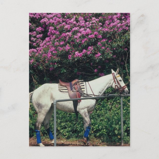 Polo Pony wartet Chukker Postkarte (Vorderseite)