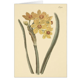 Polyanthus Narcissus Botanische Illustration