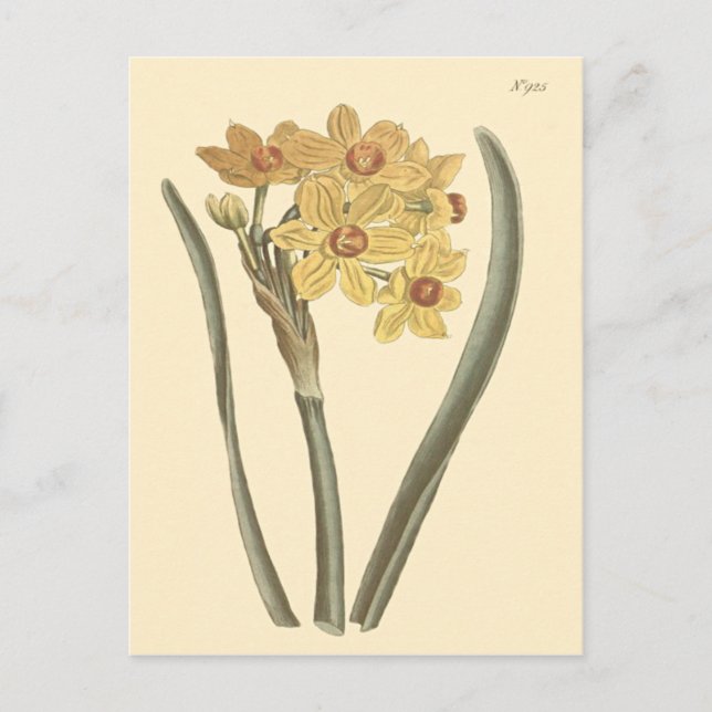 Polyanthus Narcissus Botanische Illustration Postkarte (Vorderseite)