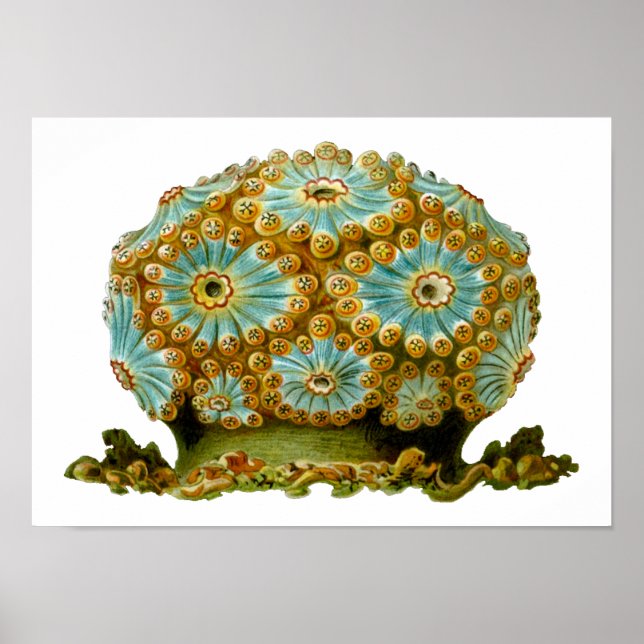 Polycyclus cyaneus Ernst Haeckel Kunst Poster (Vorne)