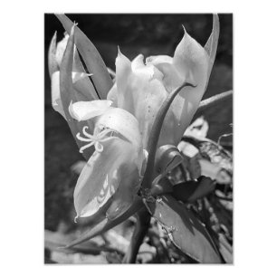 POLYNISCH DRAGON CACTUS NIGHT BLOOM Fliesen Fotodruck