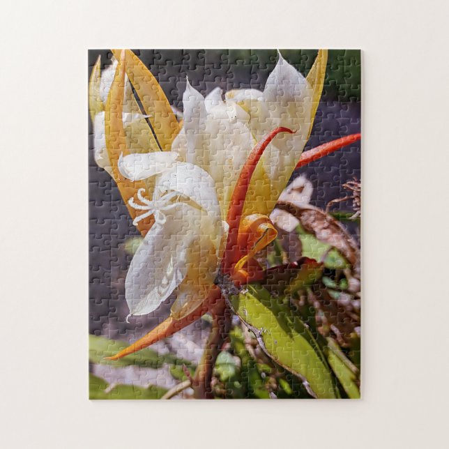 POLYNISIAN DRAGON CACTUS NIGHBLOOM (Vertikal)