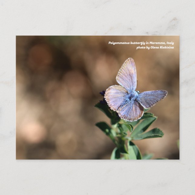 Polyommatus-Schmetterling in Maremma, Italien Post Postkarte (Vorderseite)
