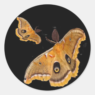 Polyphemus Motte Runder Aufkleber