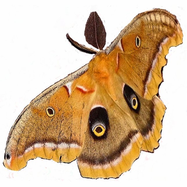 Polyphemus Weihnachtsacrylhängen Fotoskulptur Ornament (Vorne)