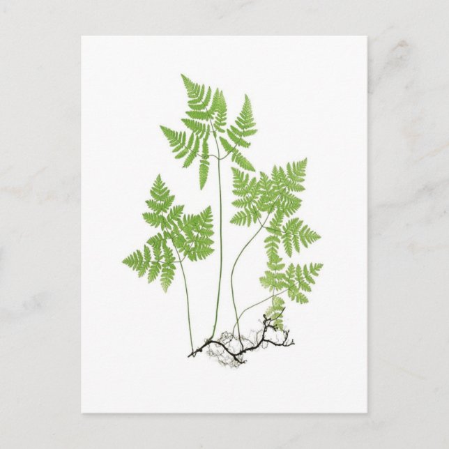 Polypodium dryopteris postkarte (Vorderseite)
