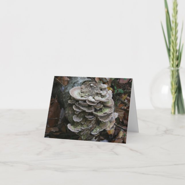 Polypore-Pilzkarte (leer) Dankeskarte (Vorderseite)