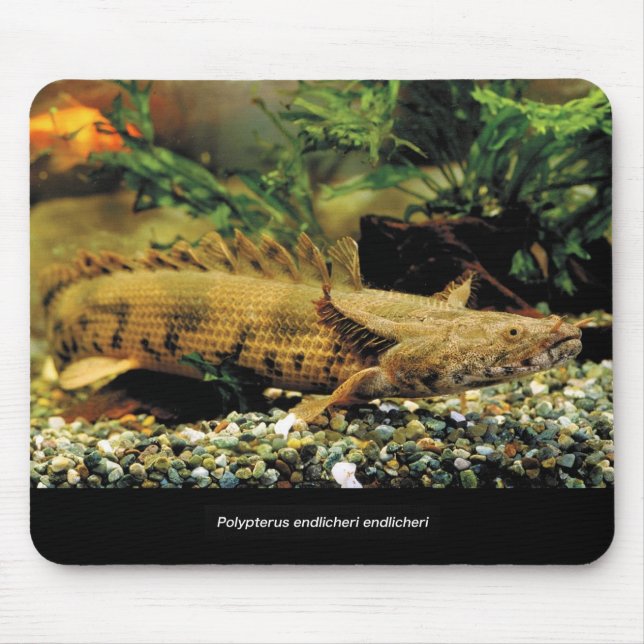 Polypterus Endlicheri Endlicheri 魚 の のス ド幼ウ Mousepad (Vorne)