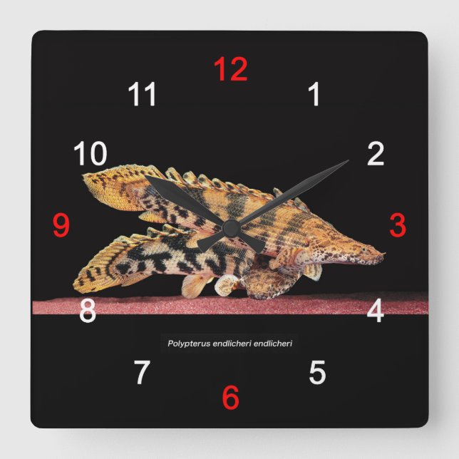 Polypterus endlicheri endlicheri quadratische wanduhr (Vorderseite)