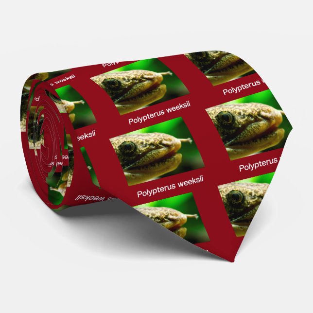 Polypterus wosii krawatte (Gerollt)