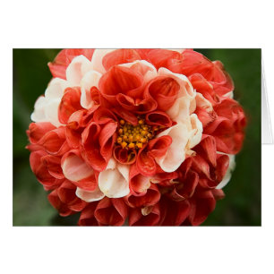 Pom-Pom-Dahlia-Karte