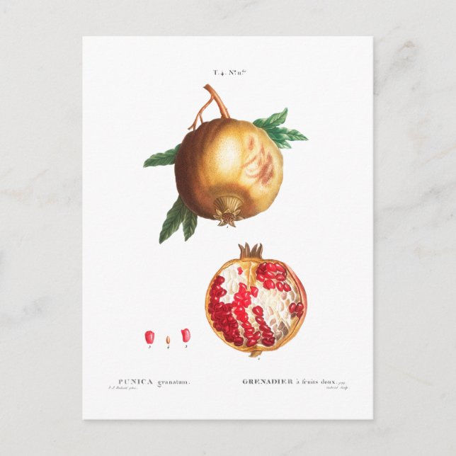 POMEGRANAT BOTANISCHE POSTKARTE (Vorderseite)