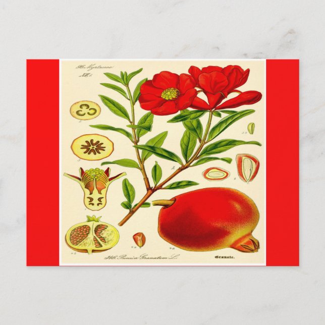 Pomegranat Postkarte (Vorderseite)