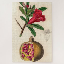 Pomegranat-Vintage Abbildung