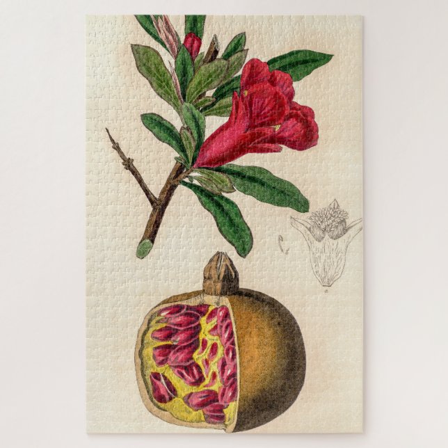 Pomegranat-Vintage Abbildung (Vertikal)
