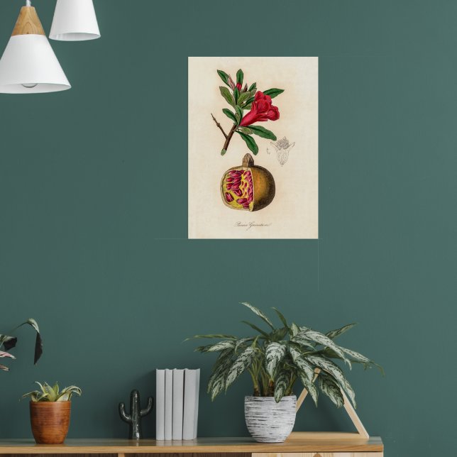 Pomegranat-Vintage Abbildung Poster (Wohnzimmer 1)