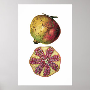 POMEGRANATE affiche botanique de fruits