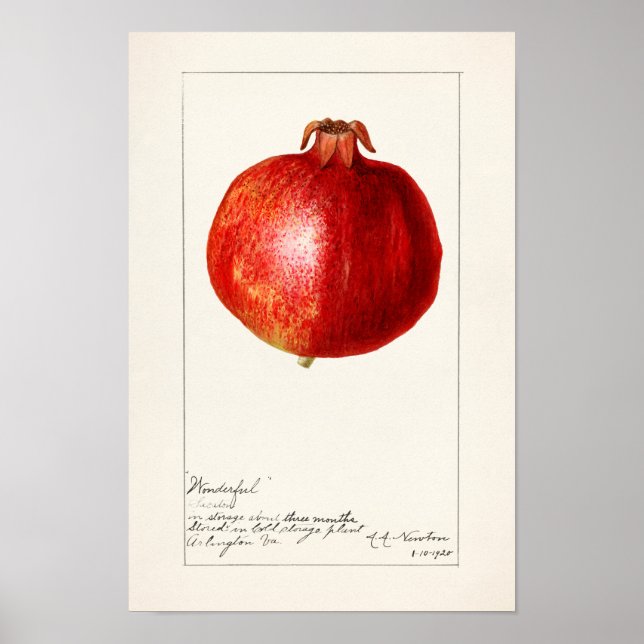 Pomegranates (Punica Granatum) Fruit Painting Poster (Vorne)