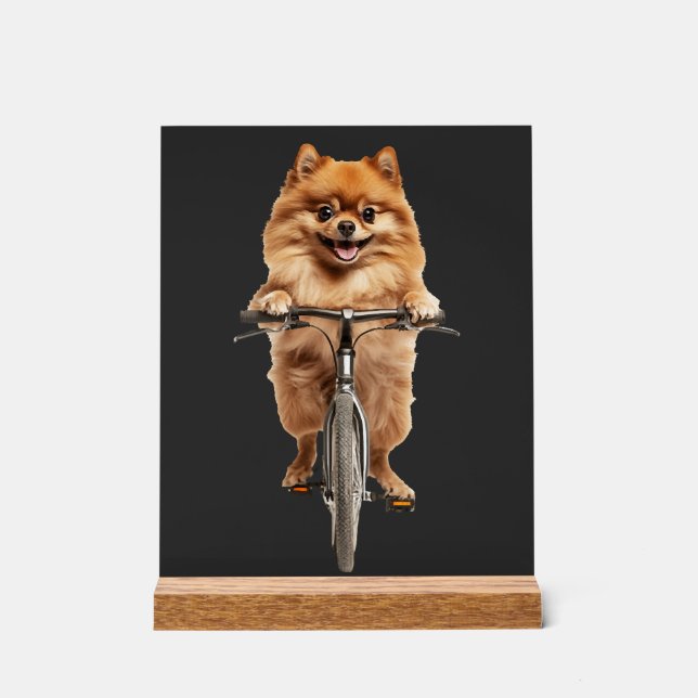 Pomeranian Acrylschild (Vorderseite)