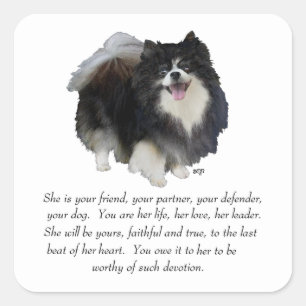 Pomeranian Andenken Hündin Quadratischer Aufkleber