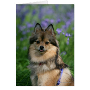 Pomeranian dans l'herbe
