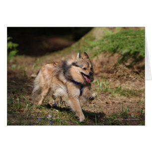 Pomeranian fonctionnant avec le harnais dessus