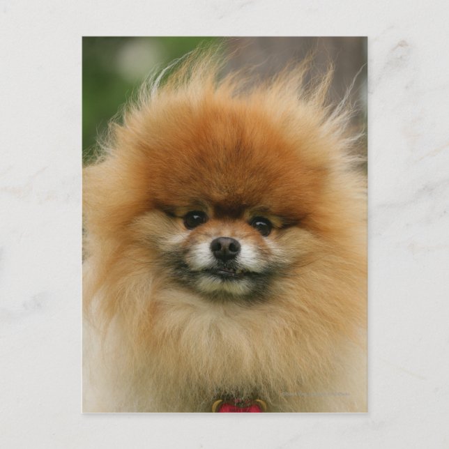 Pomeranian Headshot Looking at Camera Postkarte (Vorderseite)