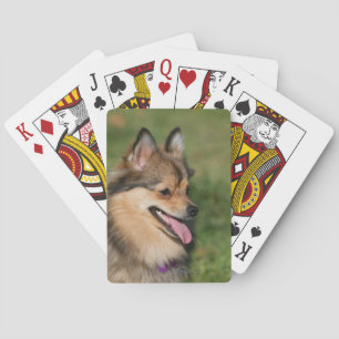 Pomeranian Headshot Panting Spielkarten