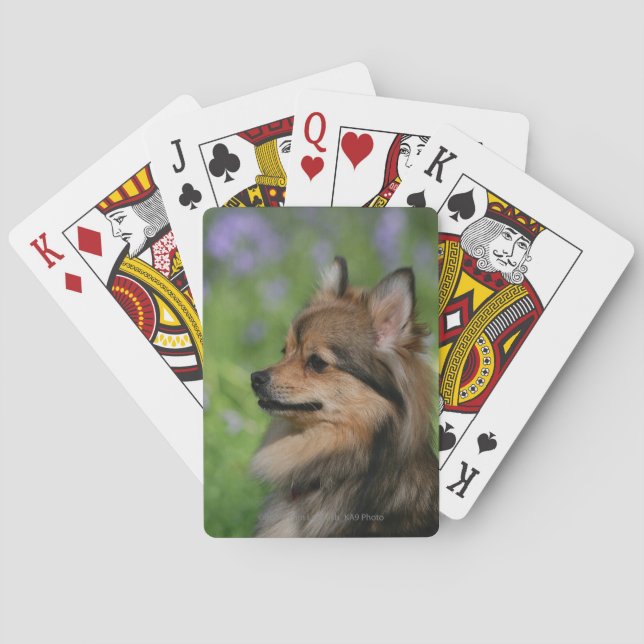 Pomeranian Headshot Sitting Spielkarten (Rückseite)
