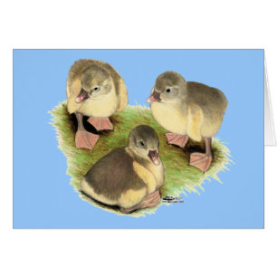 Pomeranian jaunâtre Goslings