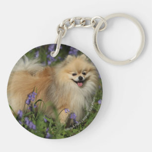 Pomeranian regardant l'appareil-photo dans les