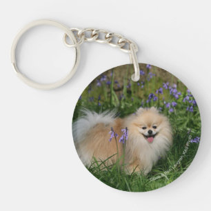 Pomeranian se tenant regardant l'appareil-photo