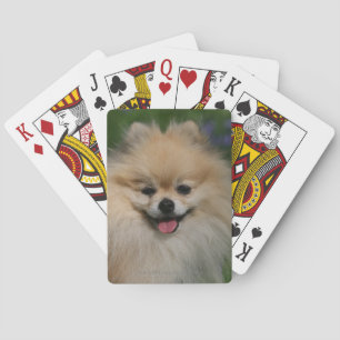 Pomeranian Smiling Spielkarten
