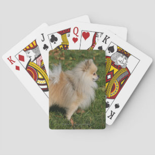 Pomeranian Standing Spielkarten
