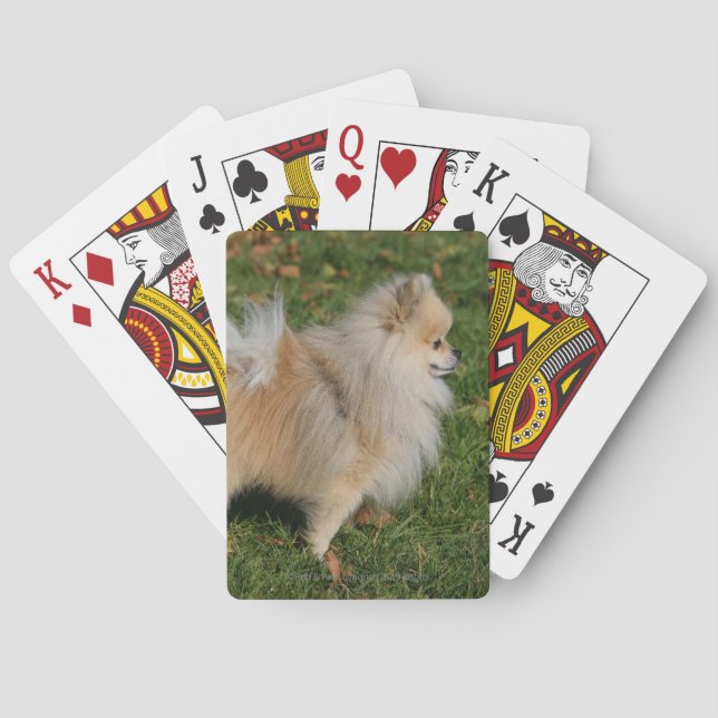 Pomeranian Standing Spielkarten (Rückseite)
