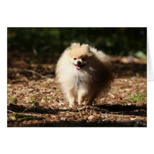 Pomeranian trottant dans le feuille tombé