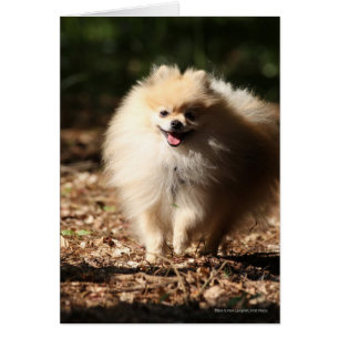 Pomeranian trottant dans le feuille tombé