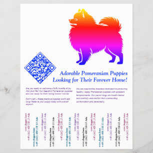 Pomeranian-Welpen  Flyer