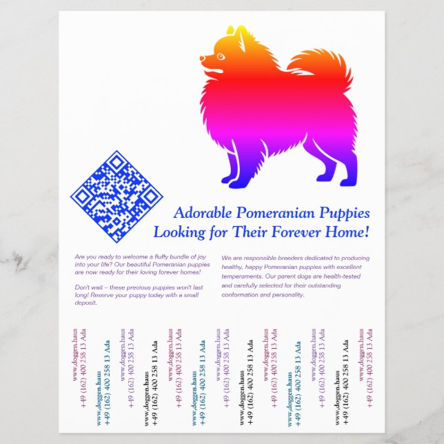 Pomeranian-Welpen  Flyer (Vorne)
