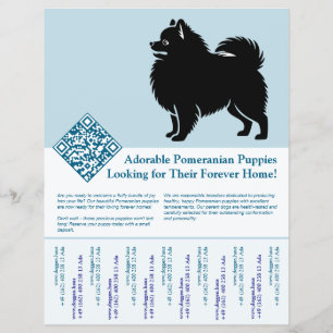 Pomeranian-Welpen Flyer