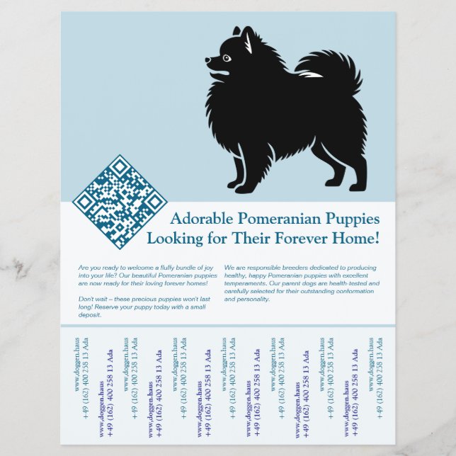 Pomeranian-Welpen  Flyer (Vorne)