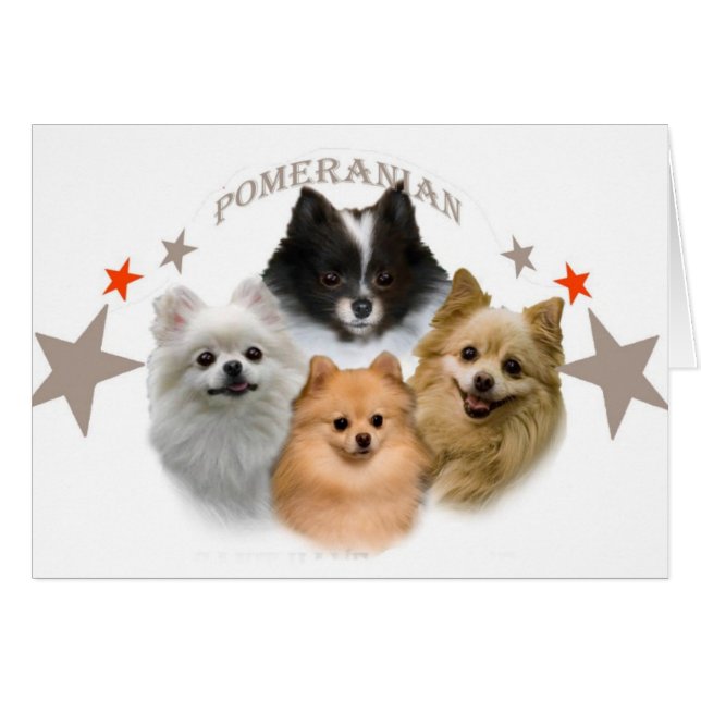 Pomeraniani kann gerade ein nicht haben kardiert (Vorderseite (Horizontal))