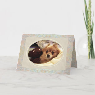 Poméranie et ours en peluche Obtenez une carte de