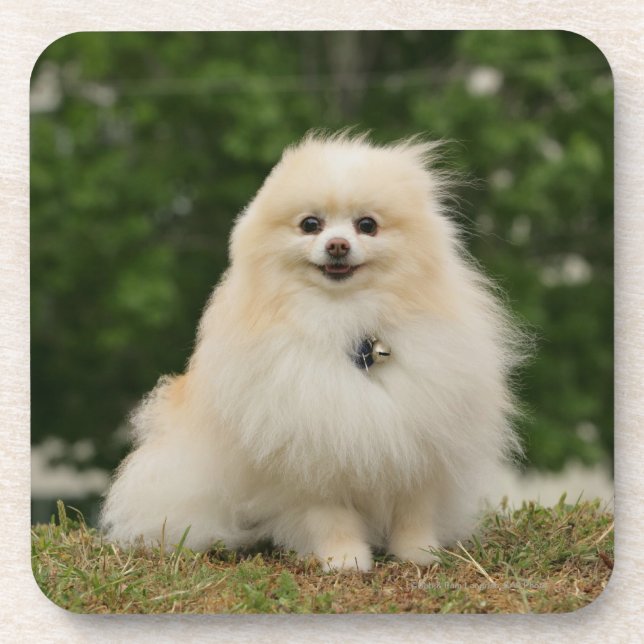 Pomeraning Sitzen Getränkeuntersetzer (Vorderseite)