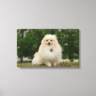 Pomeraning Sitzen Leinwanddruck