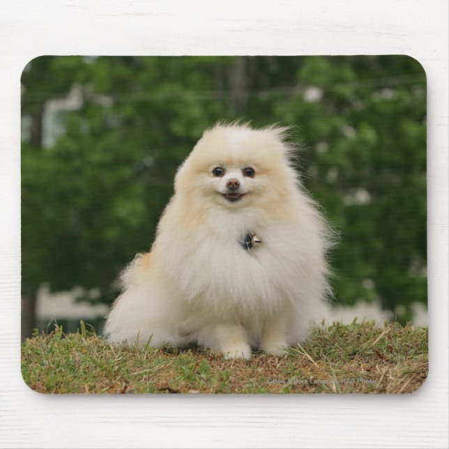 Pomeraning Sitzen Mousepad (Vorne)